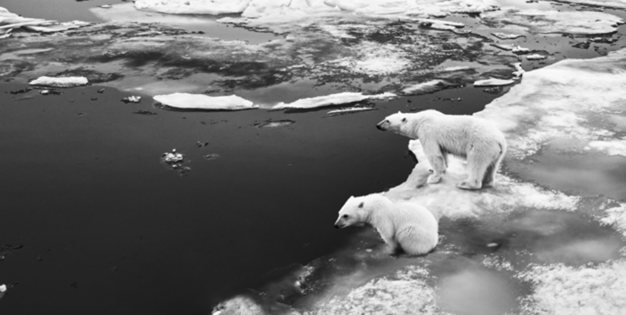 polar bears